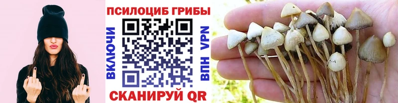 Галлюциногенные грибы Psilocybine cubensis Канаш